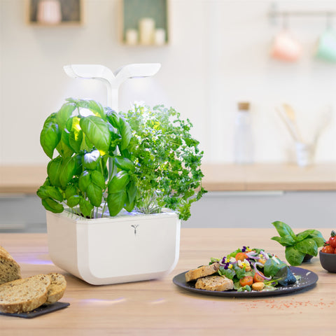 Image of VERITABLE Exky CLASSIC Indoor Garden