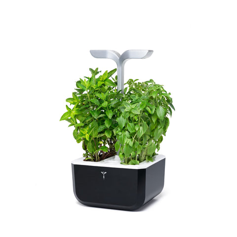 Image of VERITABLE Exky SMART Soft Black Indoor Garden